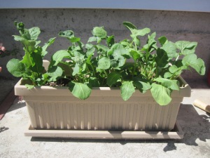 A container of arugula enjoys a shady side spot on a hot day.