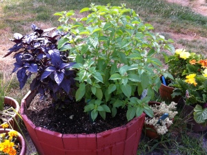 Red rosie and lemon basil grow happily in a large container. 